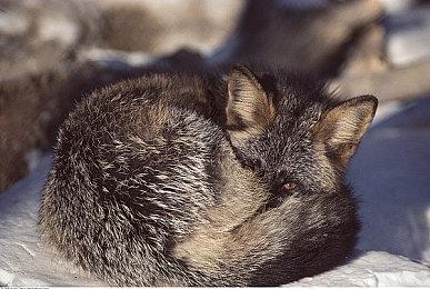 《泡沫之星》下赛季结束后将不再推出新内容